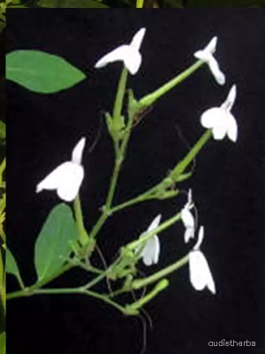 Rhinacanthus nasutus flower9.jpg